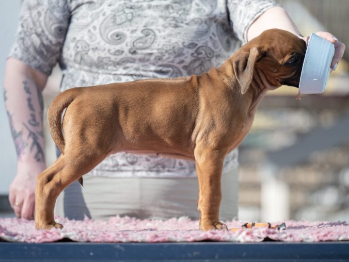 Orange 7,5 weeks