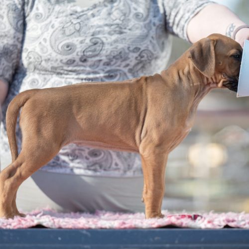 Magenta 7,5 weeks