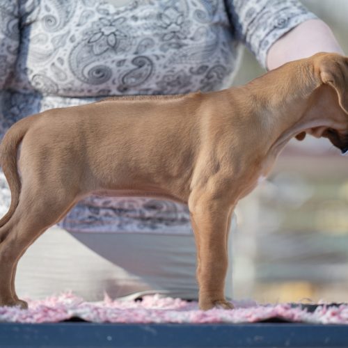 Black 7,5 weeks