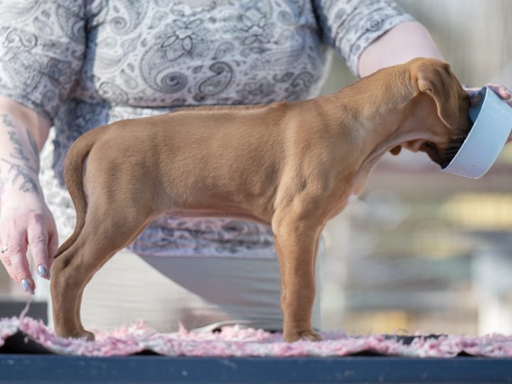 Black 7,5 weeks