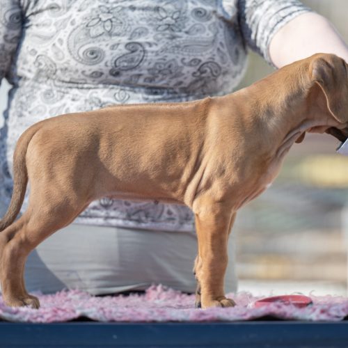 Pink 7,5 weeks