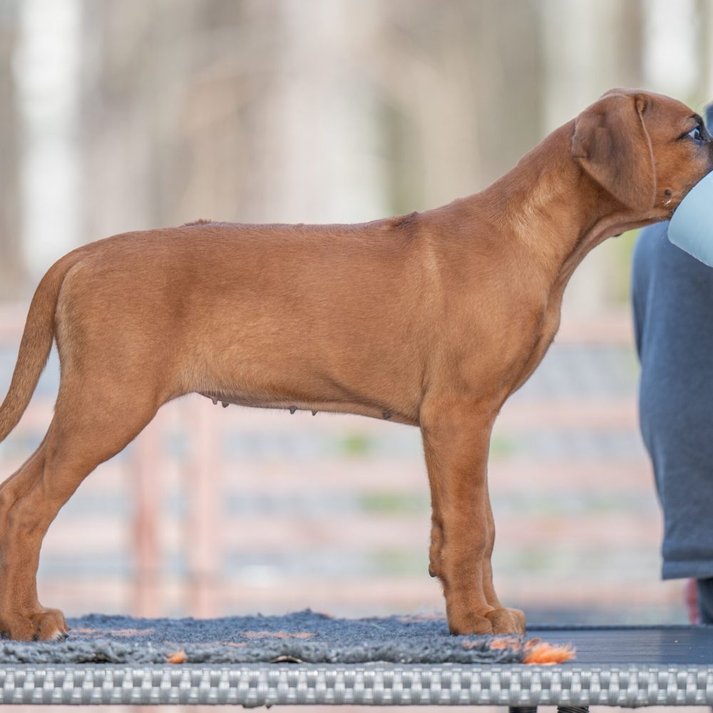 Eya 10 weeks