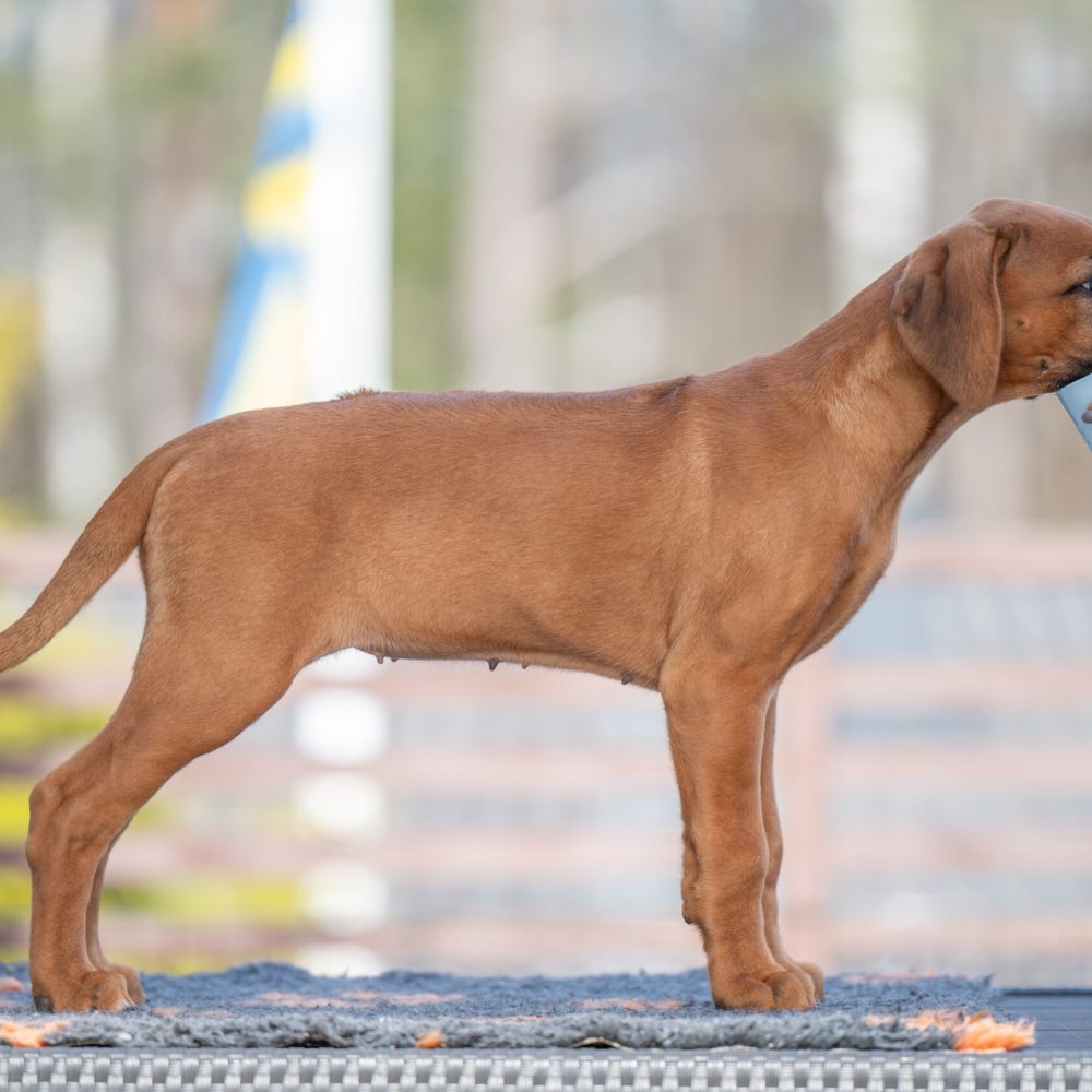Eya 10 weeks