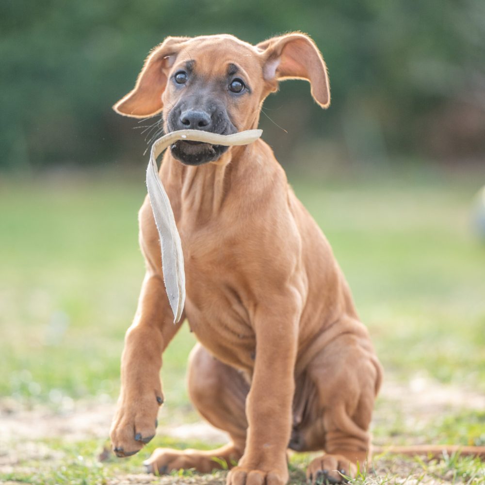 Eya 10 weeks