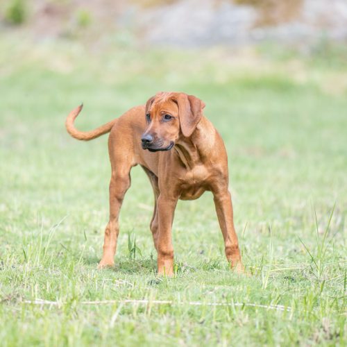 Ivar 17 weeks