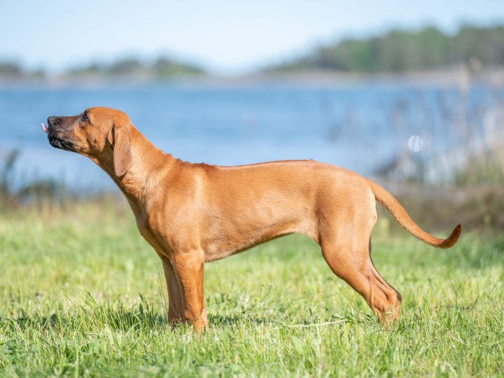 Tekla 17 weeks