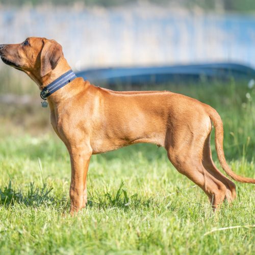 Arno 17 weeks