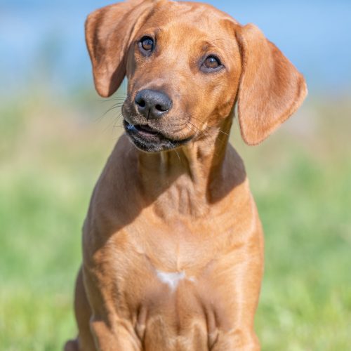 Hera 17 weeks
