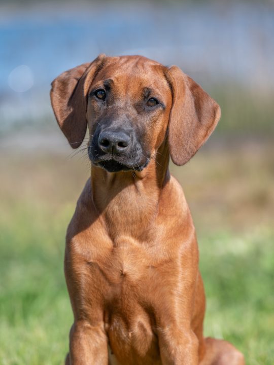 Eya 17 weeks (4 months)