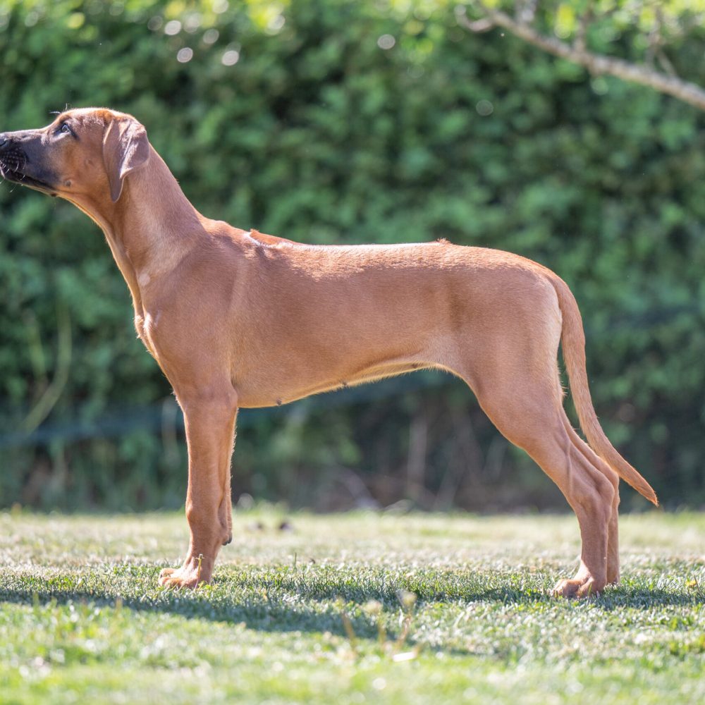 Eya 17 weeks (4 months)