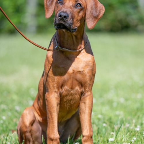Ivar 4,5 months