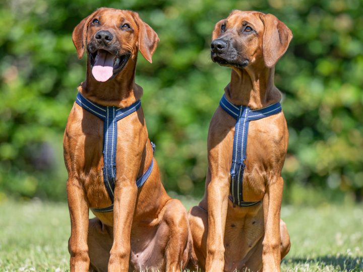 Ivar & Eya 4,5 months