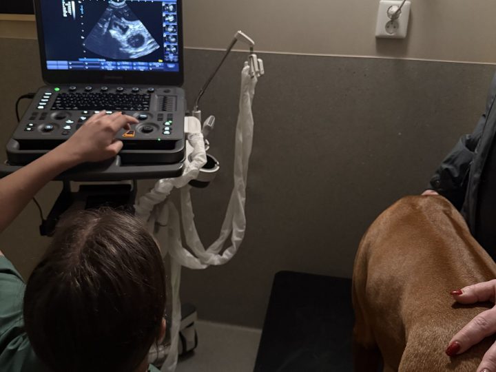 Pregnancy confirmed!