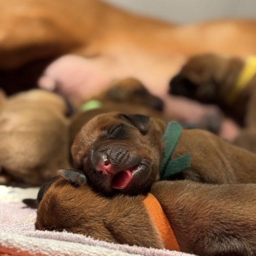 XO-litter 2 days old