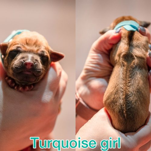Turquoise girl newborn