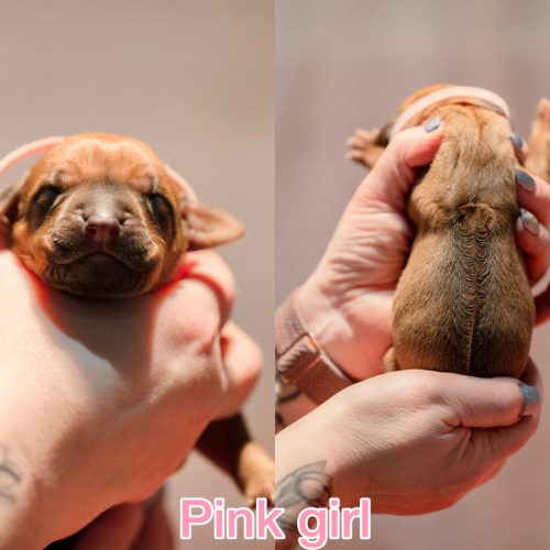 Pink girl newborn
