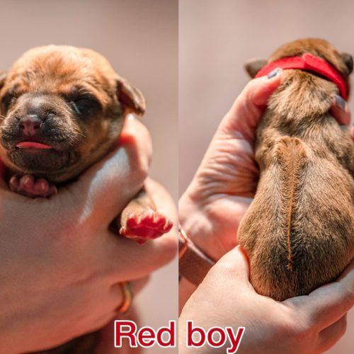 Red boy newborn