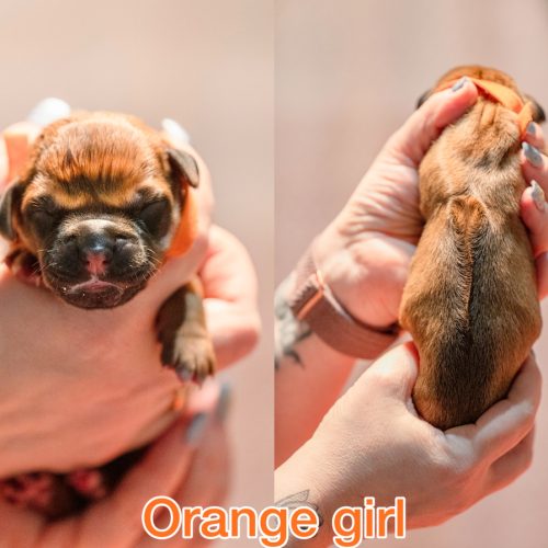 Orange girl newborn