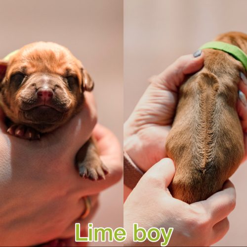 Lime boy newborn