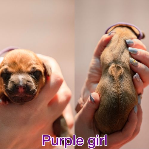 Purple girl newborn