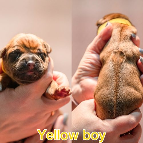 Yellow boy newborn