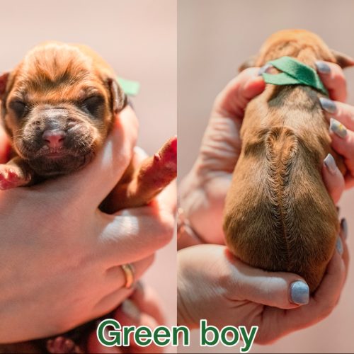 Green boy newborn