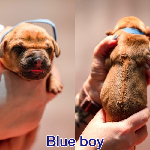 Blue boy newborn