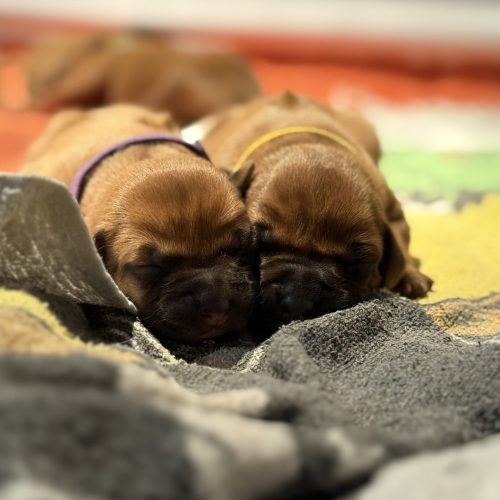 XO-litter 3 days old