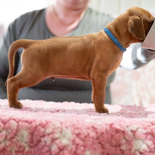Mr Blue 4 weeks