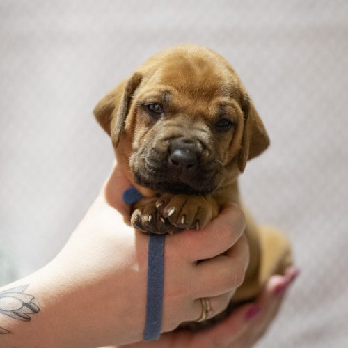 Mr Blue 3 weeks