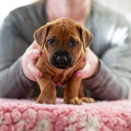 Mr Blue 4 weeks