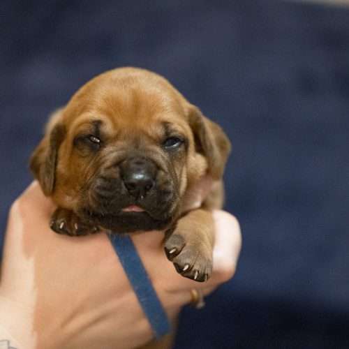 Mr Blue 2 weeks