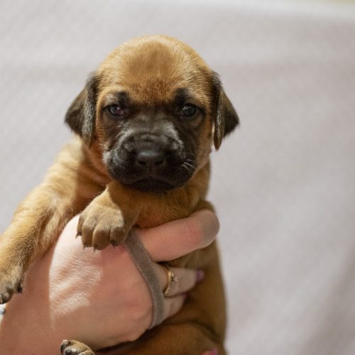 Ms Grey 3 weeks