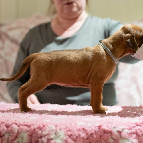 Ms Grey 4 weeks