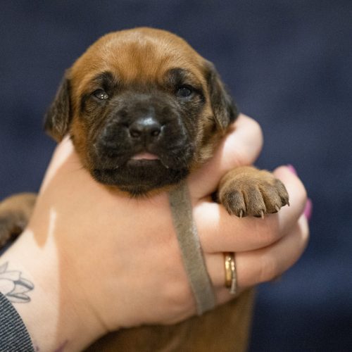 Ms Grey  2 weeks