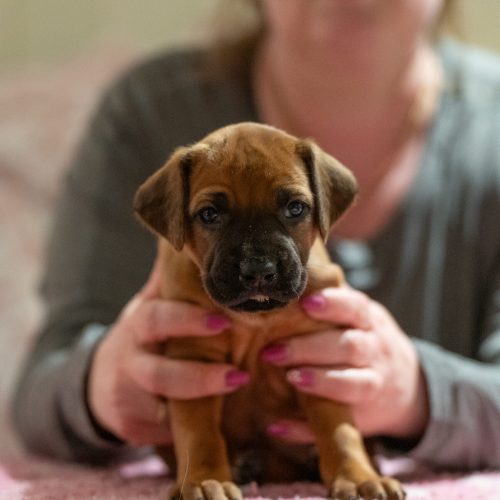 Ms Grey 4 weeks