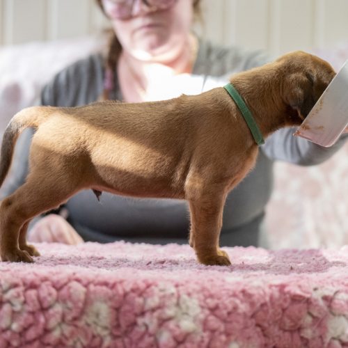 Mr Green 4 weeks