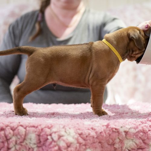 Mr Yellow 4 weeks