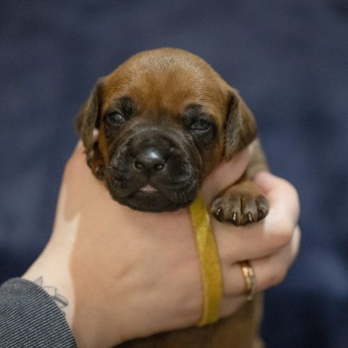 Mr Yellow 2 weeks