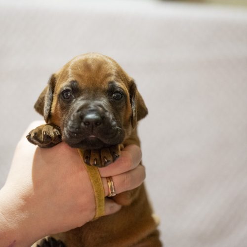 Mr Yellow 3 weeks