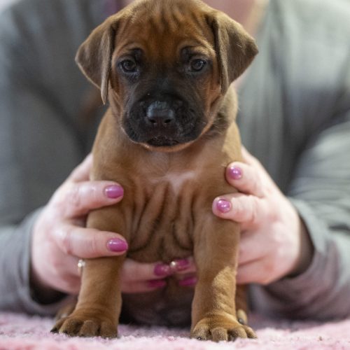 Mr Yellow 4 weeks
