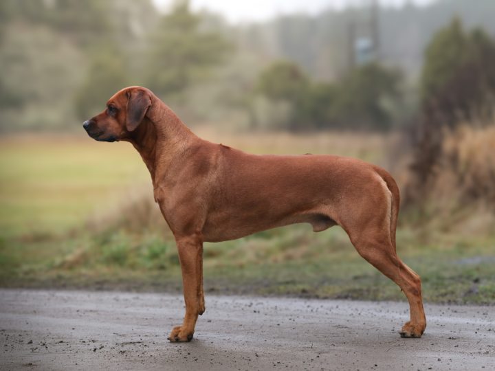 Corrado 4.5 years, photo by Anaelle Thoren