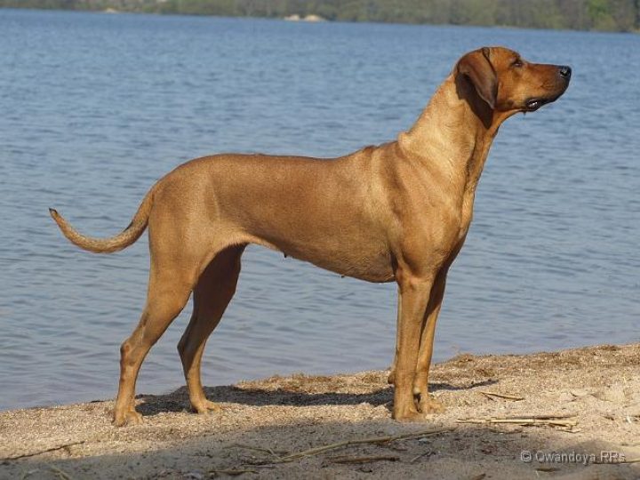 Bayo Kabo Slunce Zambezi