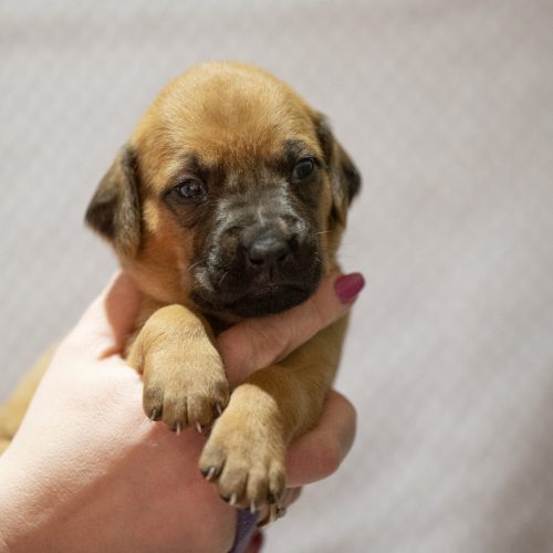 Ms Purple 3 weeks