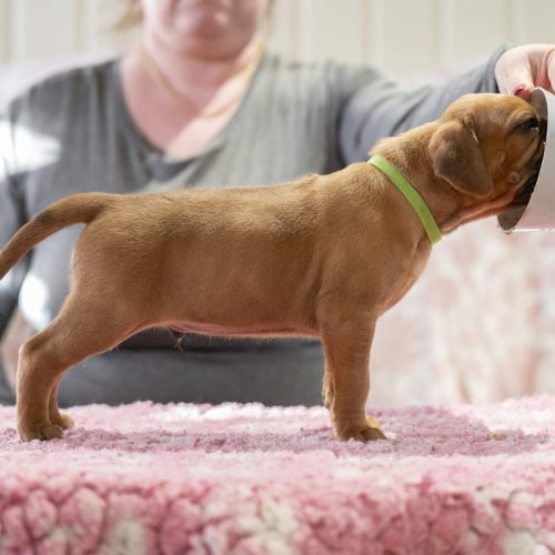 Mr Lime 4 weeks