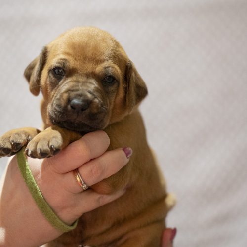 Mr Lime 3 weeks