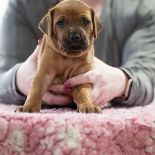 Mr Lime 4 weeks