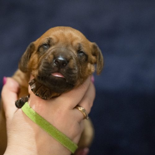 Mr Lime 2 weeks