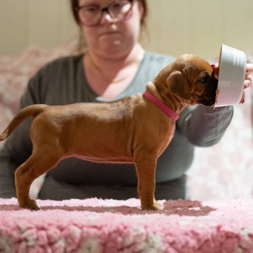 Ms Magenta 4 weeks