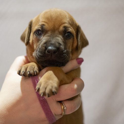 Ms Magenta 3 weeks
